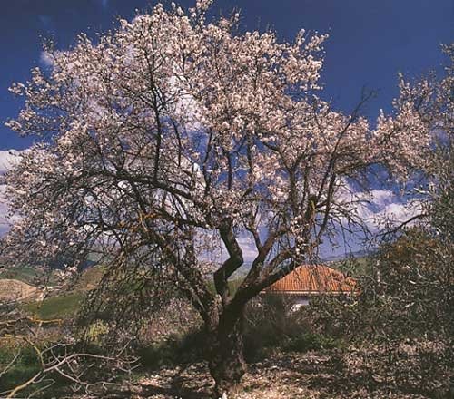 シチリア島のアーモンドの花 シチリア島のアーモンドの花