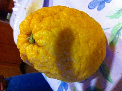 巨大レモン、チェドロ（cedro）