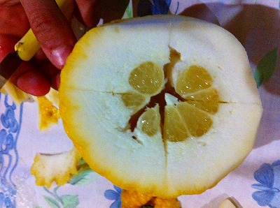 巨大レモン、チェドロ（cedro）