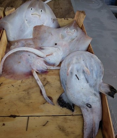 トラパニの魚市場を散策