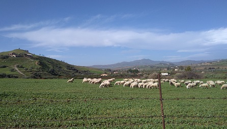 シチリアのエンナ近郊チーズ工房訪問