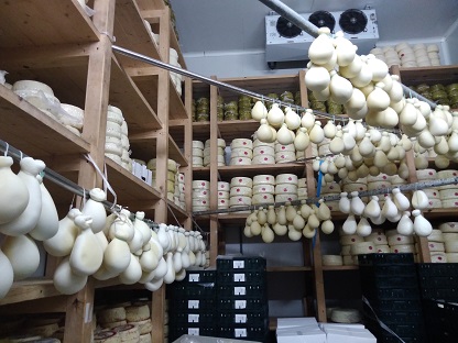 シチリアのエンナ近郊チーズ工房訪問